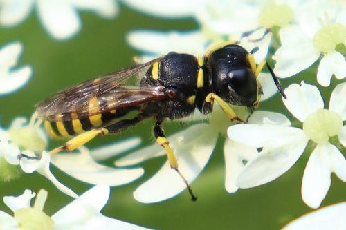 Ectemnius (cavifrons-ruficornis)